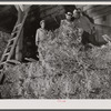 Salinas Valley, California. Baled guayule is being stored.