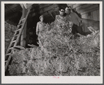 Salinas Valley, California. Baled guayule is being stored.