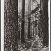 Forest trail in Washington.