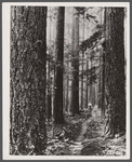 Forest trail in Washington.