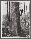 Equipment of the high climber. Washington.