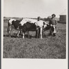 Young heifer shows improvement over scrub mother due to purebred sire. Fremont County, Idaho.