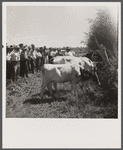 County agent addressing group of farmers on dairy tour. Fremont County, Idaho.