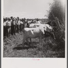 County agent addressing group of farmers on dairy tour. Fremont County, Idaho.