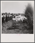 County agent addressing group of farmers on dairy tour. Fremont County, Idaho.