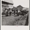 Horses assembled for brain fever vaccination. Fremont County, Idaho.