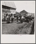 Horses assembled for brain fever vaccination. Fremont County, Idaho.