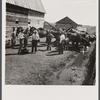 Horses assembled for brain fever vaccination. Fremont County, Idaho.