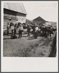 Horses assembled for brain fever vaccination. Fremont County, Idaho.
