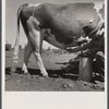 Manager douching bull after service. Fremont County, Idaho.