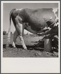 Manager douching bull after service. Fremont County, Idaho.