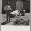 Treating a cow for mild fever. Fremont County Bull Association. Idaho.