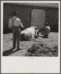 Treating a cow for mild fever. Fremont County Bull Association. Idaho.