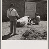 Treating a cow for mild fever. Fremont County Bull Association. Idaho.
