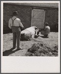 Treating a cow for mild fever. Fremont County Bull Association. Idaho.