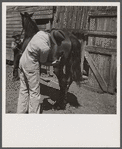 Medicating wound of gored horse. Fremont County, Idaho.