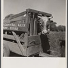 Holstein bull in trailer. Fremont County, Idaho.