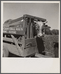 Holstein bull in trailer. Fremont County, Idaho.