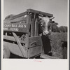Holstein bull in trailer. Fremont County, Idaho.