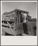 Holstein bull in trailer. Fremont County, Idaho.