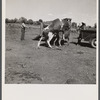 Bull serving young heifer. Fremont County, Idaho.