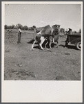 Bull serving young heifer. Fremont County, Idaho.