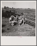 Veterinary advising on care and health of young calves. Fremont County, Idaho.