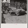 Sick cow with newborn calf. Fremont County, Idaho.