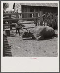 Sick cow with newborn calf. Fremont County, Idaho.