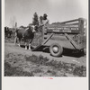 Loading Guernsey bull for service. Fremont County, Idaho.