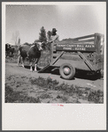 Loading Guernsey bull for service. Fremont County, Idaho.