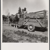 Loading Guernsey bull for service. Fremont County, Idaho.