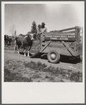 Loading Guernsey bull for service. Fremont County, Idaho.
