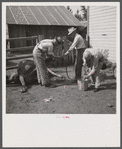 Stomach pump for ob.-cow with dropsy. Fremont County, St. Anthony, Idaho.