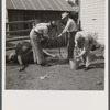 Stomach pump for ob.-cow with dropsy. Fremont County, St. Anthony, Idaho.