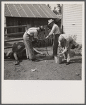 Stomach pump for ob.-cow with dropsy. Fremont County, St. Anthony, Idaho.