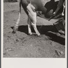 Disinfecting bull's feet as sanitation measure. Fremont County, Idaho.
