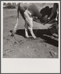 Disinfecting bull's feet as sanitation measure. Fremont County, Idaho.