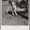 Disinfecting bull's feet as sanitation measure. Fremont County, Idaho.