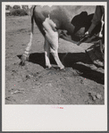 Disinfecting bull's feet as sanitation measure. Fremont County, Idaho.