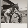Veterinary explaining where to look for bot fly eggs in sanitation program for horses. Fremont County, Idaho.