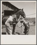 Veterinary explaining where to look for bot fly eggs in sanitation program for horses. Fremont County, Idaho.