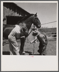 Veterinary explaining where to look for bot fly eggs in sanitation program for horses. Fremont County, Idaho.