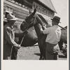 Vaccinating horse for brain fever. Fremont County, Idaho.