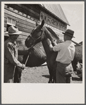 Vaccinating horse for brain fever. Fremont County, Idaho.