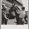 Vaccinating horse for brain fever. Fremont County, Idaho.