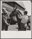 Vaccinating horse for brain fever. Fremont County, Idaho.