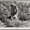 All varieties of tubers were preserved by the Labor Rehabilitation families. Here a young wife is picking up potatoes for storage for winter. Southeast Missouri