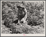 All varieties of tubers were preserved by the Labor Rehabilitation families. Here a young wife is picking up potatoes for storage for winter. Southeast Missouri
