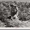 All varieties of tubers were preserved by the Labor Rehabilitation families. Here a young wife is picking up potatoes for storage for winter. Southeast Missouri